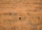 Lesser Prairie-Chicken (70)