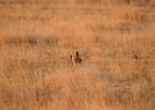 Lesser Prairie-Chicken (71)