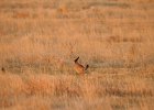 Lesser Prairie-Chicken (73)