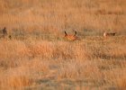 Lesser Prairie-Chicken (74)