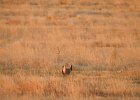 Lesser Prairie-Chicken (75)