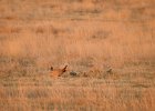 Lesser Prairie-Chicken (76)