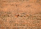 Lesser Prairie-Chicken (77)