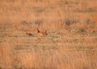 Lesser Prairie-Chicken (79)