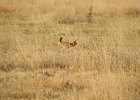 Lesser Prairie-Chicken (8)
