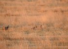 Lesser Prairie-Chicken (80)