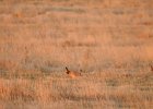 Lesser Prairie-Chicken (81)