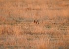 Lesser Prairie-Chicken (82)