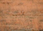 Lesser Prairie-Chicken (83)