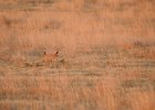 Lesser Prairie-Chicken (84)