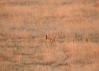 Lesser Prairie-Chicken (86)