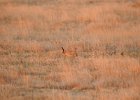 Lesser Prairie-Chicken (87)