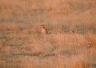 Lesser Prairie-Chicken (88)