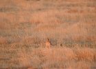Lesser Prairie-Chicken (89)