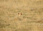 Lesser Prairie-Chicken (9)