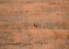Lesser Prairie-Chicken (90)