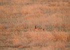 Lesser Prairie-Chicken (91)