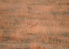 Lesser Prairie-Chicken (93)