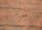 Lesser Prairie-Chicken (96)