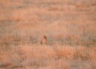 Lesser Prairie-Chicken (97)