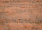 Lesser Prairie-Chicken (98)