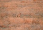 Lesser Prairie-Chicken (99)