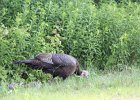 Wild Turkey (1)