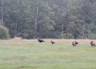 Wild Turkey (12)