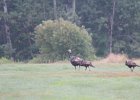 Wild Turkey (13)
