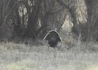 Wild Turkey (19)