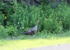 Wild Turkey (2)