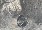 Wild Turkey (20)