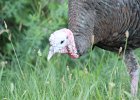 Wild Turkey (4)