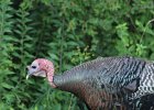 Wild Turkey (5)