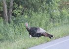 Wild Turkey (7)