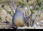 004 - 83 Scaled Quail