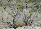Scaled Quail (1)