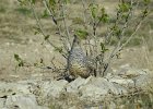 Scaled Quail (11)