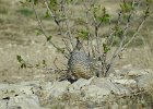 Scaled Quail (12)