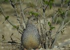 Scaled Quail (13)