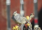 Scaled Quail (2)