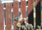 Scaled Quail (4)