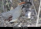 004 - 85 Gambel's Quail