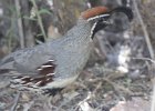 101Gambel's Quail