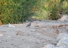 Gambel's Quail (1)