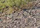 Gambel's Quail (11)