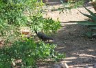 Gambel's Quail (14)