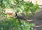Gambel's Quail (15)