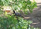 Gambel's Quail (16)