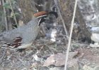 Gambel's Quail (17)
